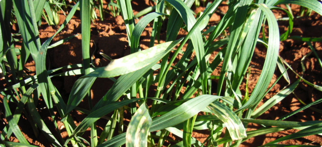 Herbicide damage on a wheat crop 