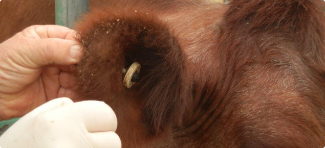 Ticks found on the ear of a cow.