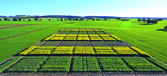 2020 Western Australian Crop Guide | Agriculture and Food