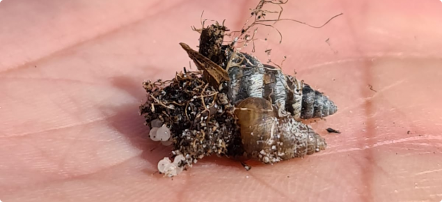 Small conical snail in palm of hand with eggs