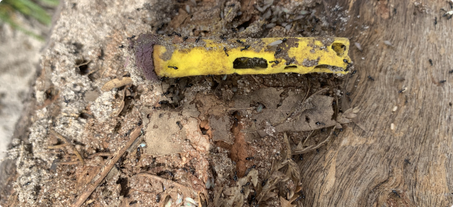 African black sugar ants eating plastic