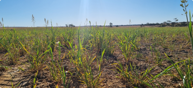 Sweet sudan grass