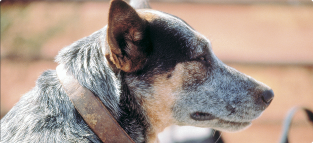 Greying cattle dog with a leather collar.