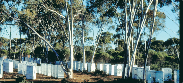 Beekeeping site in Western Australia
