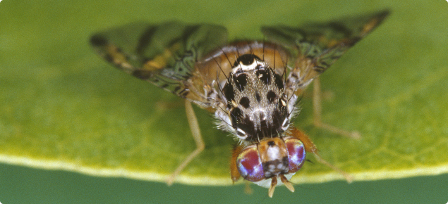 adult Medfly