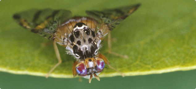 Photo of mediterranean fruit fly