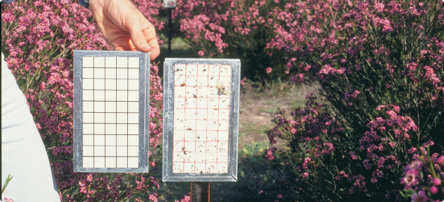 Sticky trap for monitoring insect numbers before (left) and after two weeks (right) in the field