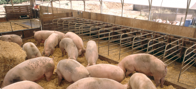 Healthy grower pigs in a pen feeding on a quality grain to minimise the risk of mycotoxin production