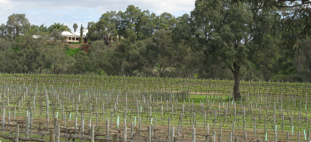 Vineyard in the north of the Swan Valley
