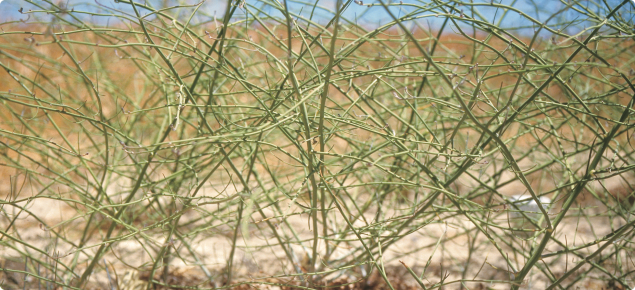 Skeleton weed (Chondrilla juncea) - plant close up
