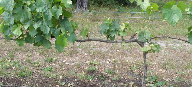 Vines affected by Botryosphaeria dieback show no foliage symptoms besides the reduced growth