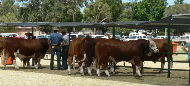 Bulls lined up at the hitching rail at a bull sale.