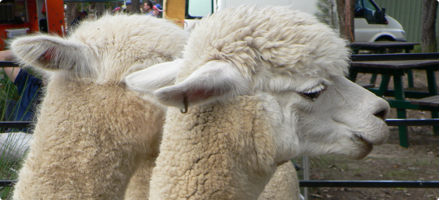 A white alpaca has a brass tag in its ear. The tag is an approved identifier which is legally recognised. 