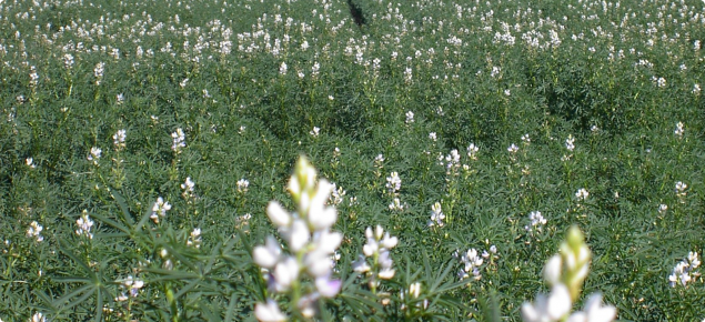 Flowering lupin crop 