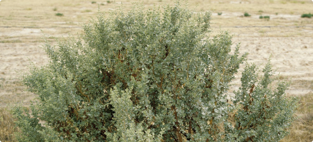 Photograph of old man saltbush (Atriplex nummularia) plant