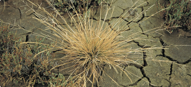 Photograph of a dry puccinellia plant on a saline clay soil.