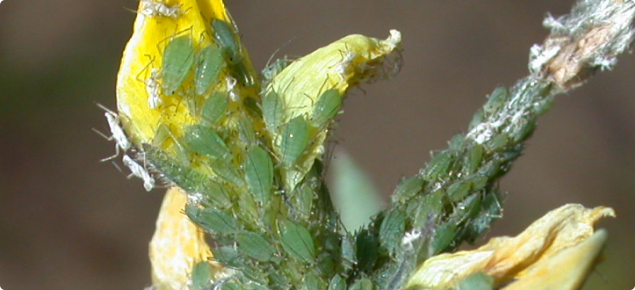 Bluegreen aphid on yellow  flowering bud of  lupin
