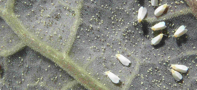 Whitefly adults lay eggs on the lower side of young leaves