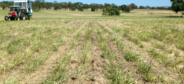 Photo showing cone seeder sowing serradella into perennial pasture.