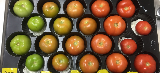 Image showing different colours of tomatoes