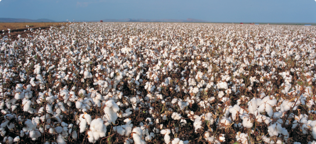 Photograph of a cotton crop at maturity. the vast expanse of the cotton crop can be seen with the dried brown stems holding up the white cotton