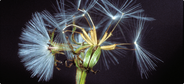 Skeleton weed (Chondrilla juncea) seeds