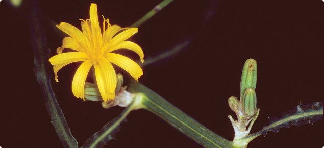 Skeleton weed (Chondrilla juncea) flower