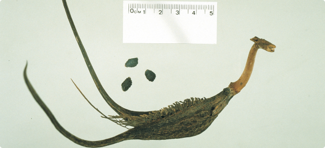 Devil's claw pod and seeds