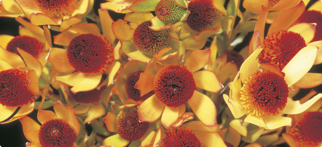 Leucadendron discolour