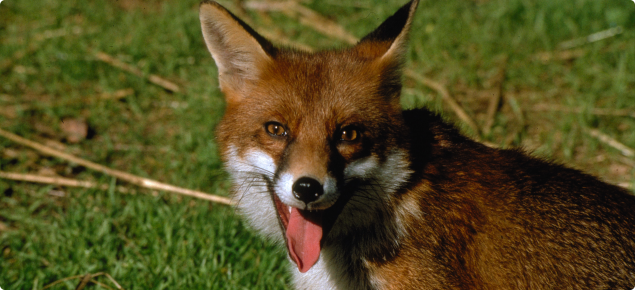 Close up photo of a fox with its mouth slightly open,