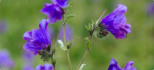 Paterson’s curse (Echium plantagineum) flowers