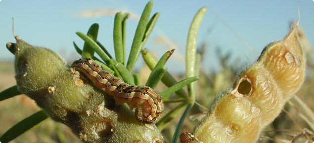 Native budworm larvae feeding on lupin pods