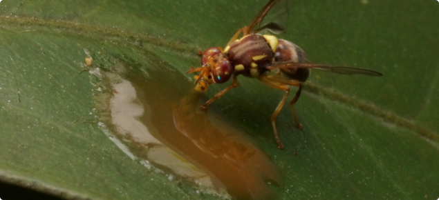 Female Qfly feeding on bait