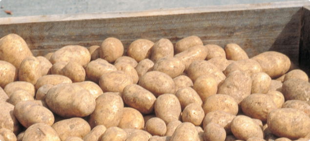 Potato harvest in a pallet