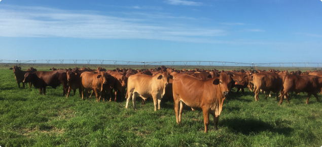 Cattle grazing Rhodes grass with irrigation centre pivot in background