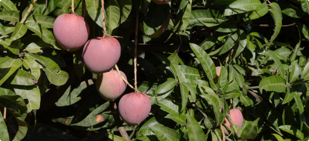 Fruit on tree of NMBP-4069