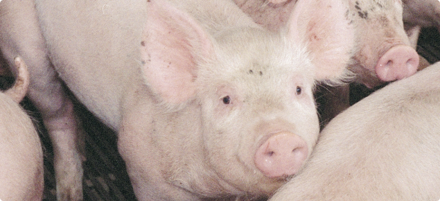 A group of eight pink grower pigs standing in a pen. 