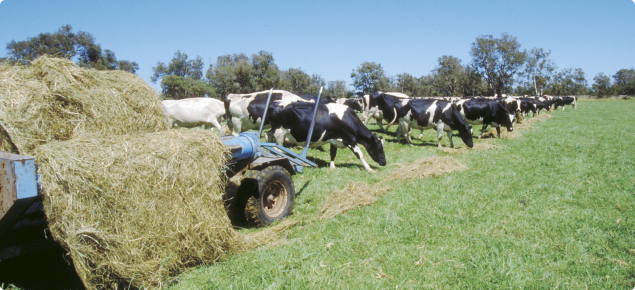 Cattle eating Silage