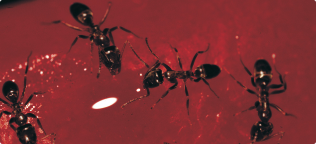 Black argentine ants on a red background seen under a microscope