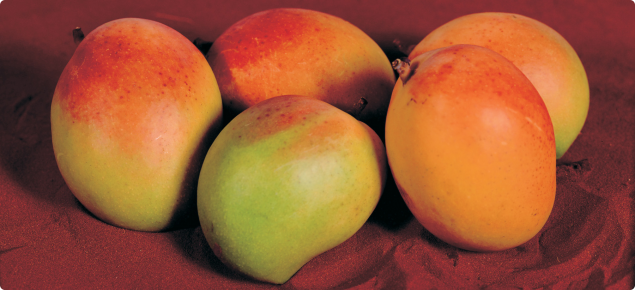 Mangoes can be grown as far south as Perth