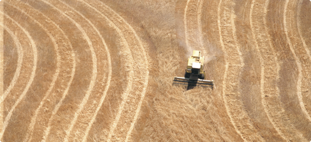 Harvesting wheat