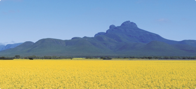 Canola in the Stirling Ranges