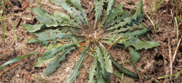 Skeleton weed (Chondrilla juncea) rosette