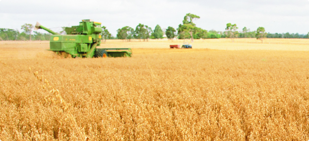 Foreground of ripe oat crop with a harvester in the distance