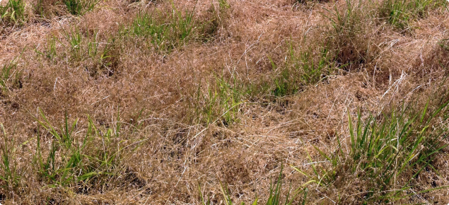 Photo showing serradella dried off amongst new green growth of summer perennials