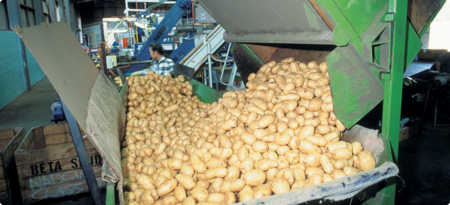Potato harvest being unloaded at a packing facility.