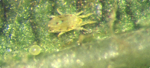 Six-spotted mite female and egg