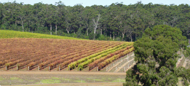 Two treated rows of vines in a block heavily infested with six-spotted mite demonstrate the damage potential of this mite