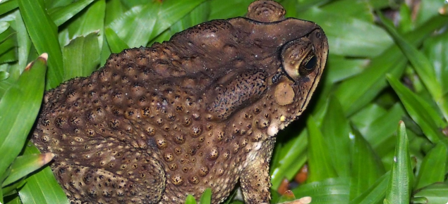 Asian black-spined toad
