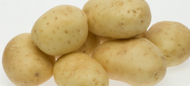 Six potatoes of the White Star variety